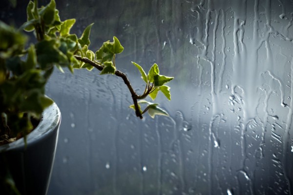 RAIN-ALBUMARIUM-1024